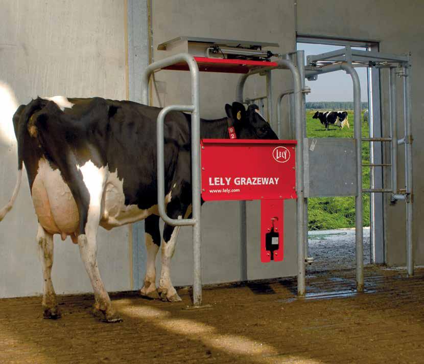Boxa de selecţie Lely Grazeway un plus de alegere pentru vacile dvs. Păşunatul şi mulsul automat sunt cu adevărat compatibile.