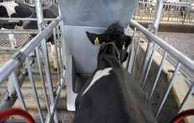 Datorită furnizării continue a furajelor, vacile ingerează mai multă hrană, devin mai active şi, prin urmare, producţia de lapte va creşte.