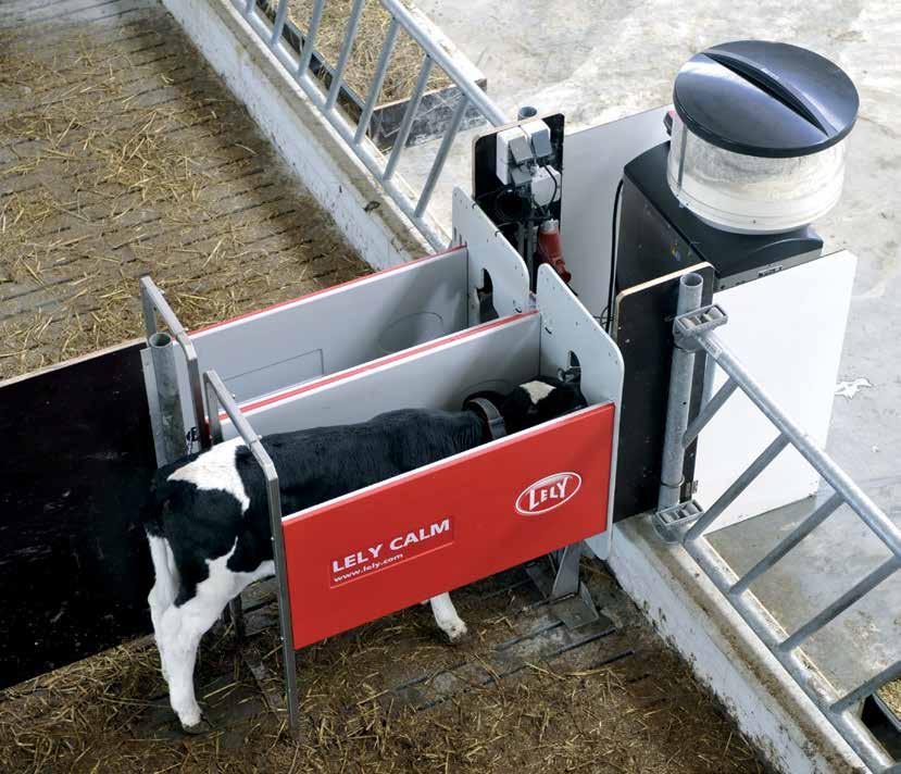 Distribuitorul automatizat pentru viţei Lely Calm o creştere fără bătăi de cap Oricine doreşte să obţină vaci care să producă lapte de calitate pentru o perioadă îndelungată trebuie mai întâi să