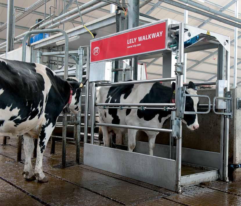 Pediluviul automat Lely Walkway îngrijirea confortabilă pentru vacă şi eficientă pentru fermier a copitelor Sănătatea copitelor este una dintre cele trei probleme principale cu care se confruntă