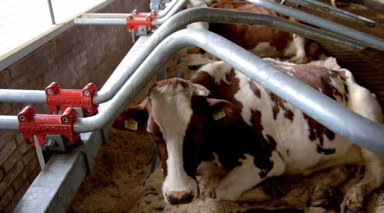 LELY DAIRY EQUIPMENT Flexibilitate sub toate aspectele Datorită cuşetei Commodus vacile se pot instala cu uşurinţă în locurile lor, beneficiind de maximum de confort posibil.