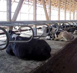 Pentru toate adăposturile: noi şi existente Lely Compedes este o saltea unică pentru vaci, concepută special pentru fermierul modern şi alcătuită dintr-un preş puternic de cauciuc cu un strat