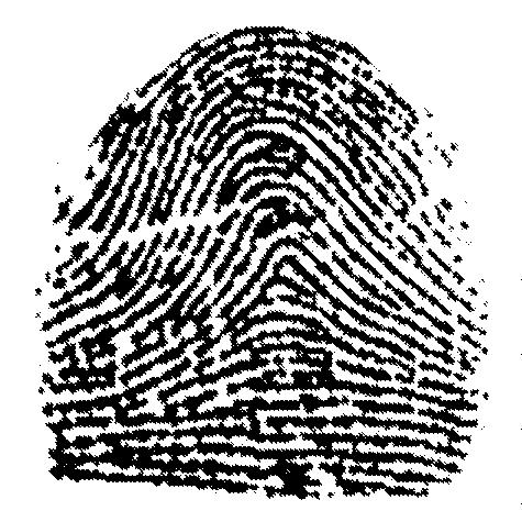 Some more examples of the arch fingerprint: Less than 5% of fingerprints are arches so don t be surprised if you don t have one.