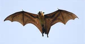 Indian Flying Fox Facts & Resources Did you like the bat puppet in The Jungle Book play?