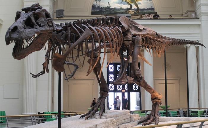 Possible sightseeing activities include but are not limited to: The Field Museum home to SUE, the largest, most extensive and best preserved T-Rex ever found!