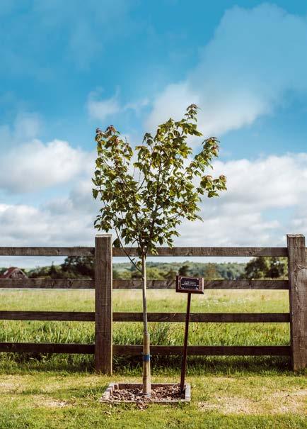 Memorial Trees and Plaques Dedicate a tree with a plaque to a cherished friend, family member or pet and watch this lasting memorial grow and flourish through the seasons.