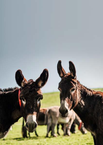Remembering Donkeys in your Will An incredible amount of The Donkey Sanctuary s animal welfare work in the UK and overseas is made possible by those who leave gifts in their wills.
