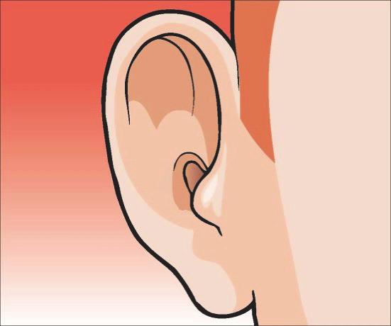 2 This is an ear.