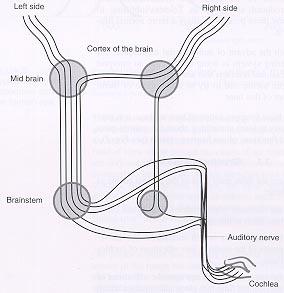 Figure 4 (upper) Neural pathways showing how sound is transmitted from the cochlea to the brain. Figure 5 (lower) Effective hearing acuity of the human ear.