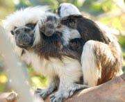 McDermott & Hauser (2004, Cognition): Monkeys miss out on music Unlike humans, cotton-top tamarins do not prefer consonant tones to dashing tones, even though they do prefer soft