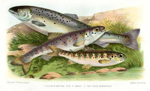 71. DAY, Francis. British and Irish Salmonidae. Illustrated with nine colour and three mono plates, and with numerous other illustrations. London: Williams, 1887. pp. viii, 300, 12 (plates).
