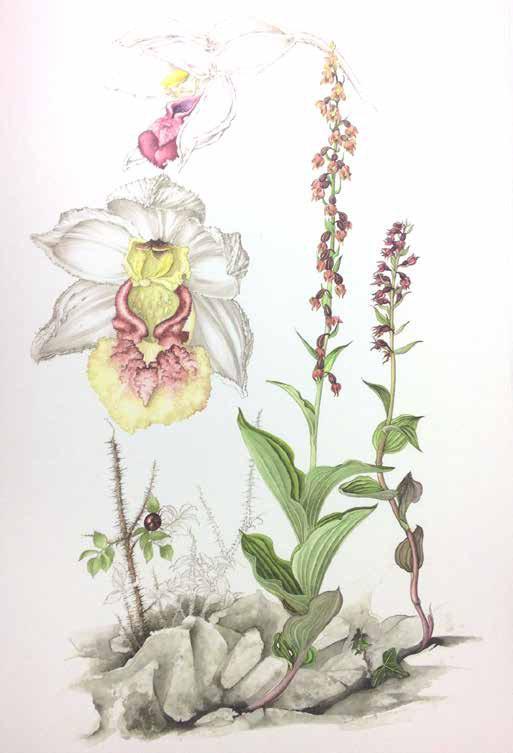 time many hours have been spent searching for orchids in an attempt to make a permanent record of the Irish orchid flora at the beginning of the present century Orchids are alluring, mystifying and