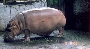 and the hippo are