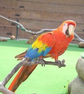(2) Read and answer : I am a parrot and I have pretty feathers.