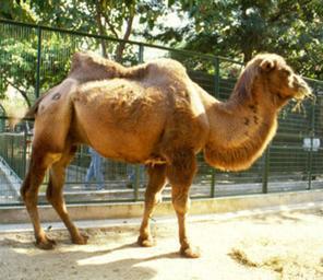 (3) Read and answer : I am a camel and I have a long neck.