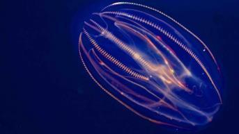 TUE GREENFORT (DK) DRÆBERGOPLE (KILLER JELLYFISH) THE OASIS, ART ZONE The jellyfish species have spread through