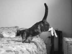 Follow the example: She s going to jumping onto the bed. 1) Why didn t you caught the ball? 2) They re threw the pillow onto the bed.