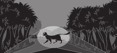 race across the Scottish countryside he saw a very large black cat in the trees He ran