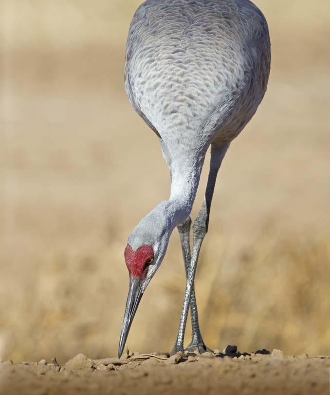 The cranes eat corn from nearby farm