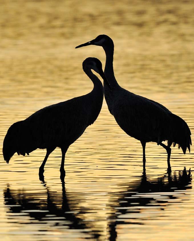 Sandhill cranes dance to find a mate.