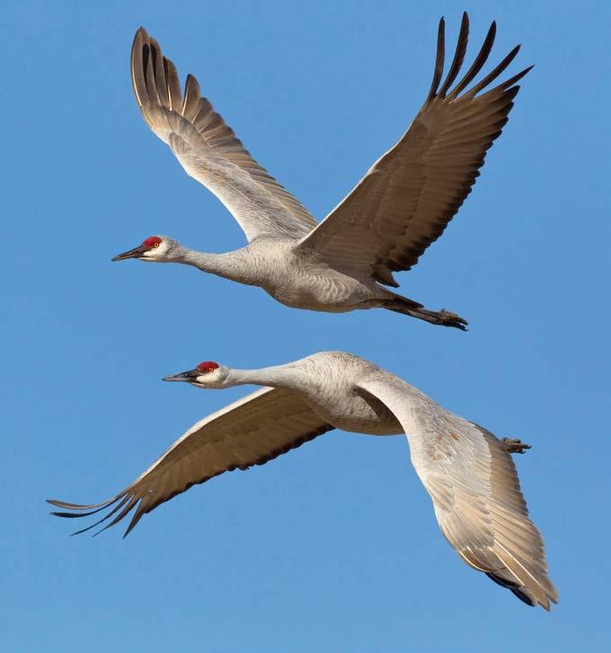 Sandhill cranes can fly as high as 2 miles (3.22 km) in the sky. The cranes will return to Nebraska in the fall. They will bring their chicks with them. They will stop again to rest and feed.