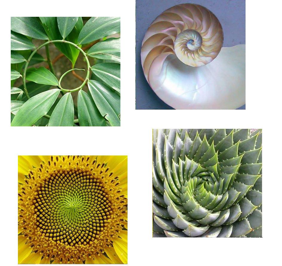 Golden Mean and Archimedes s Spiral This 1+ 5 2 mathematical ratio is found in nature :