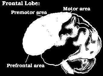 Frontal Lobe - Front part of the brain; involved in planning, organizing, problem solving, selective attention, personality and a variety of "higher cognitive functions" including behavior and