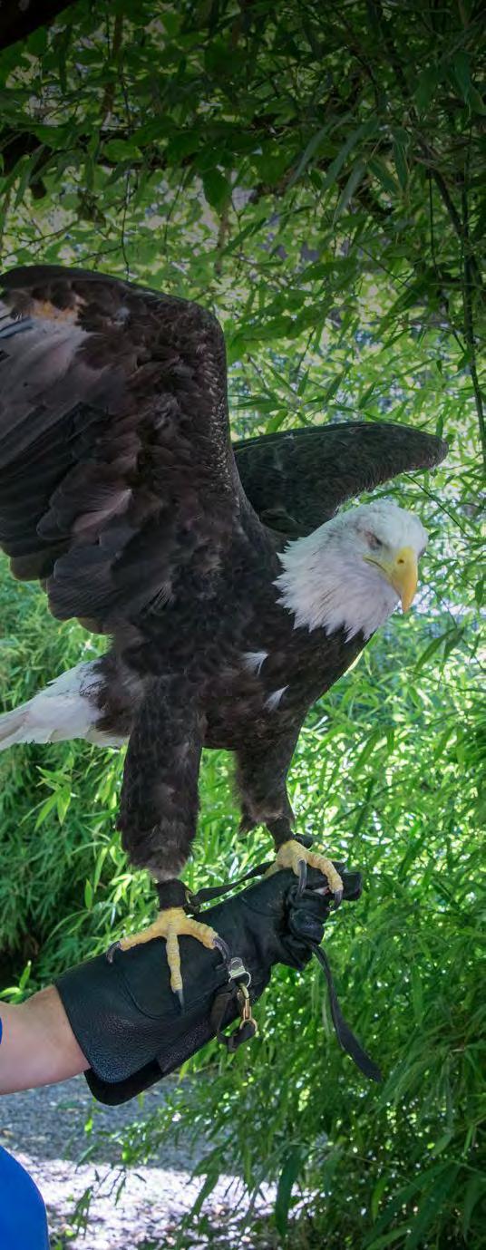 Animal Experiences Wildlife Live 800 Experience a dynamic flight show featuring raptors from all over the world! Birds soar overhead while you learn about their history and amazing adaptations.