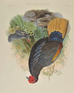 Daniel Giraud Elliot s Monograph of the Phasianidae, [1870-72], six lithographs with contemporary hand colouring, one margin on each print with old ring