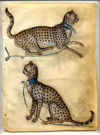 Anonymous Lombard (workshop of Giovannino de'grassi), Two studies of a cheetah, 1410, watercolor and bodycolor on vellum, 16.4 x 12.3 cm.