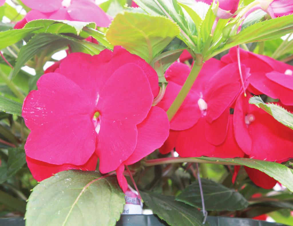 The New Guinea Impatiens (Impatiens hawkeri) is a popular, easy growing, low maintenance flowering plant.