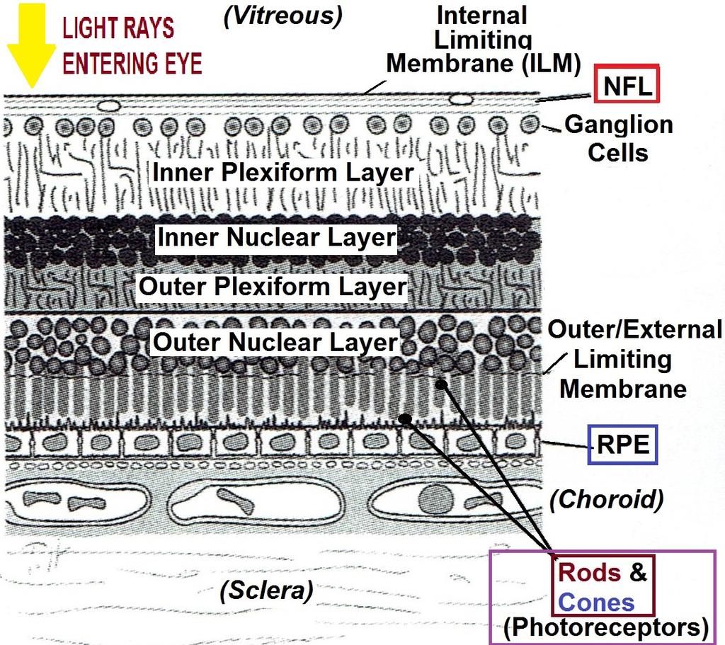 Patrick COLEMAN, ABOC, COT Kerrville, TX RETINAL LAYERS * Color Vision Anatomy &Physiology 1.