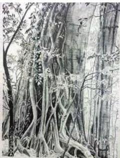 liibyak n. nambangga tri. strangler s fig tree, a giant tree with roots in the air, said to be a dwellig place for lisepseps liibye n. nanalas. panax tree, used as cabbage.