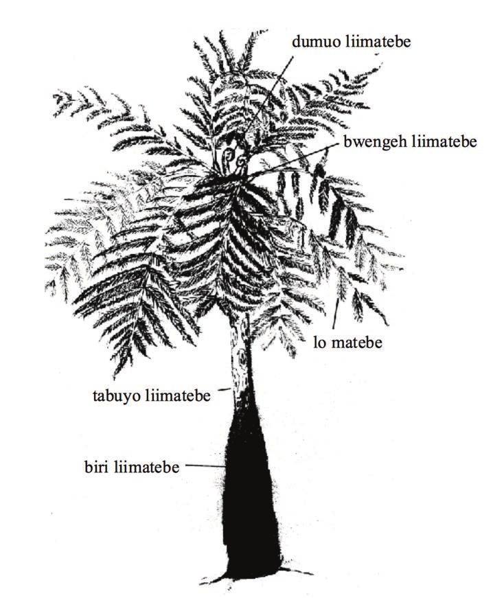 liimatebeh n. blakpam. tree fern. Frequently found in Ambrym, used for distinctive carvings. Cyathea spp., Dickinsonia spp liimelat n. wan kaen tri.