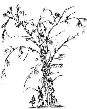 liibekuu n. palm tri. palm tree. Veitchia spp.