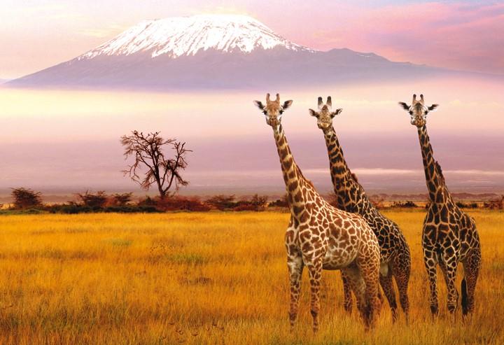 The Everett Chorale s 50th Season World Premiere: The Winds of Africa The Everett Chorale s third and final concert of our 50th year will feature The Winds of Africa, a world premiere composed by Ken