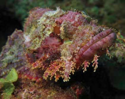 Many stonefish also have tinges of pink, orange or yellow that give them the appearance of a piece of coral.