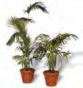 99111 $55 Topiary Tree Medium 99113 $50 Large 99114 $60 Bamboo Palm Medium 99002 $50 Large 99003 $55 See our website