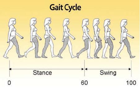 Figure 88 - Gait Cycle: Stance & Swing Each gait cycle consists of two phases, where both feet are in contact with the ground, called Double