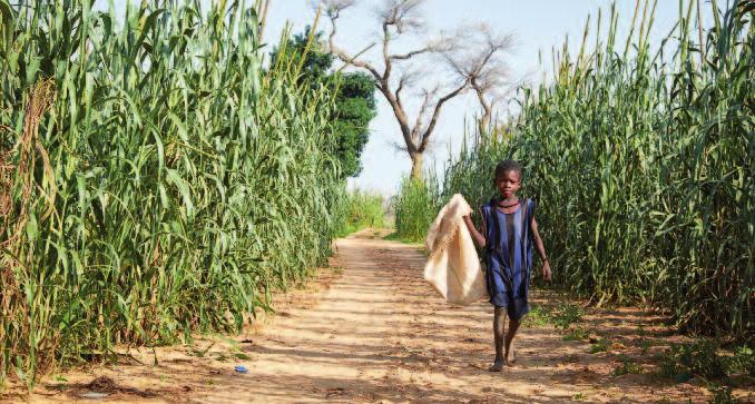 Un neno camiña entre campos de paínzo, en Kadazaki (rexión de Zinder, Níxer). O paínzo, un cereal moi nutritivo, é a base da alimentación en Níxer.