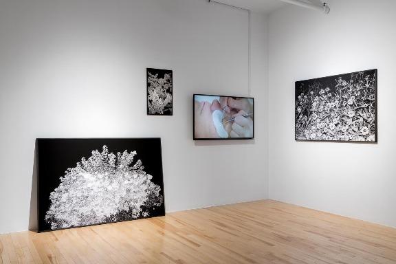 Installation view, Anne-Renée Hotte, Natural Gesture at Galerie Trois Points, Montreal As a counterpoint (or sounding board), Hotte intertwines her videos with large black and white photographic