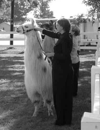 S is for showmanship we hope the judge is kind! Showmanship is a class where the judge is looking at how well you can show your llama.