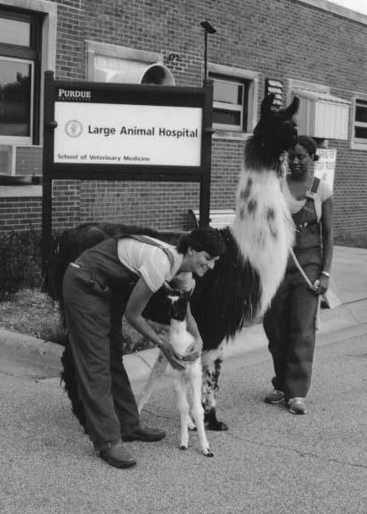 V is for veterinarian, who makes llamas feel better. Veterinarians are very special doctors who have gone to school to learn how to make animals feel better when they are sick or hurt.