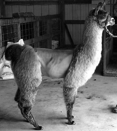 W is for wool, which we groom to be shown. Llamas have wool all over their bodies.