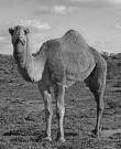 D is for Dromedary because