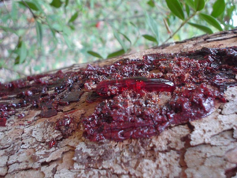 Death Imagery Bleeding tree Rotting brown magnolia Ironweeds grew