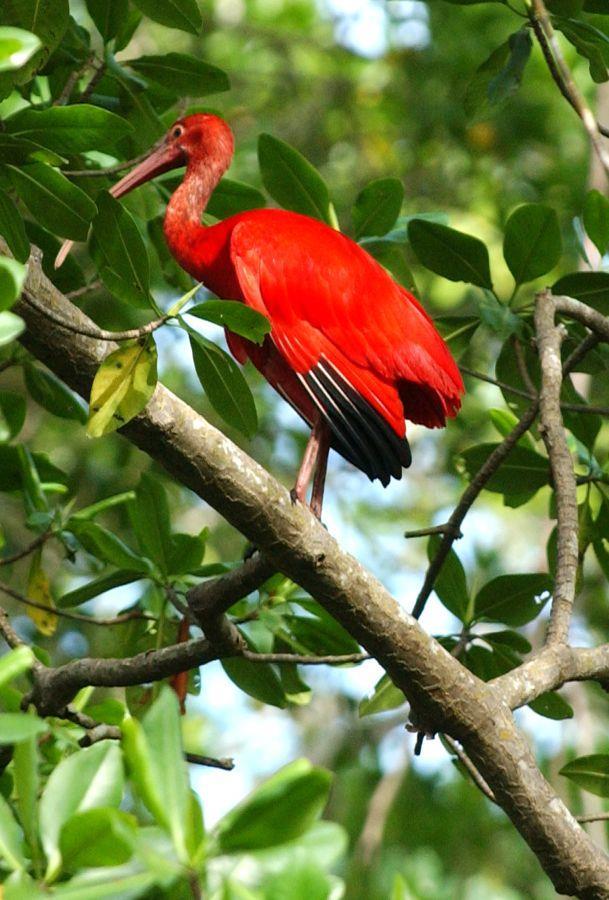Symbols A symbol is a thing or idea that stands for something else The main symbol in the story is the scarlet ibis which stands for Doodle Why does the