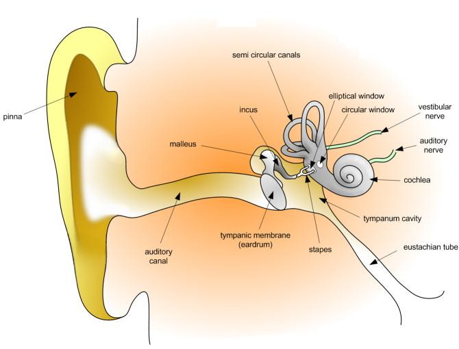 Figure 3: Schematic of the ear showing the main anatomical components of the outer, middle and inner ear (Science Kids). 2.1.