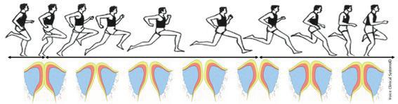 As shown in Figure 25, we could compare the biomechanics of phonation with the biomechanics developed by a runner during a race.