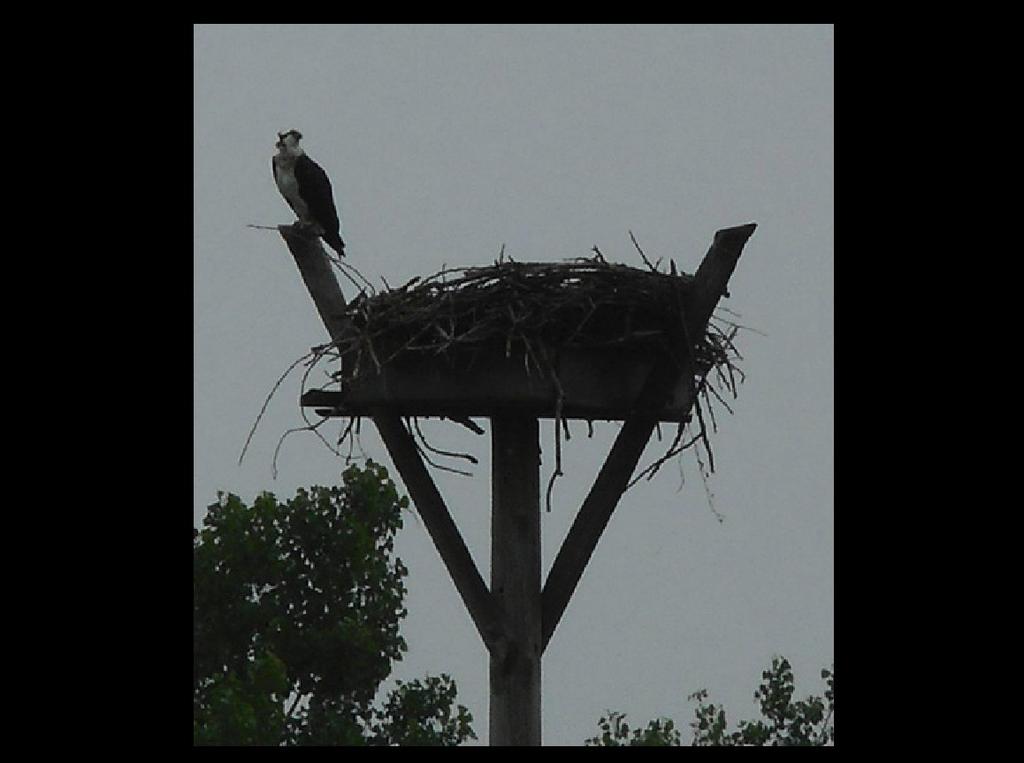 from the nest by Tom Clausen http://home.earthlink.